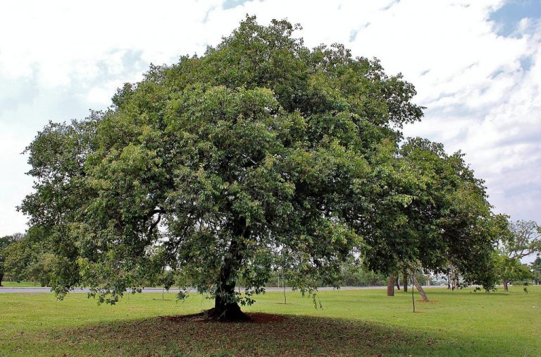 Arrayan Con Ramas Arrayán – Explora